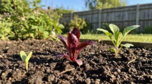 3 planting dates one surprising result you must know