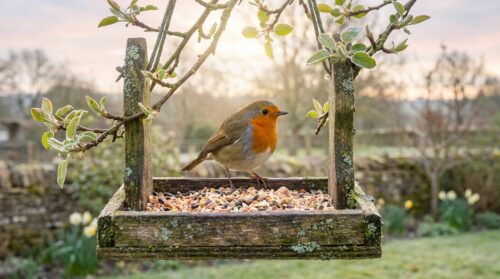 discover why february is vital for garden birds and learn essential actions to support their survival and well-being during this critical month.