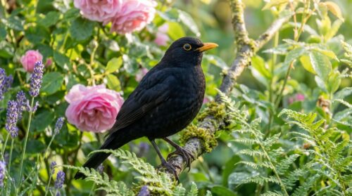 discover the symbolic meaning of a blackbird in your garden and what its presence signifies for your life and surroundings.